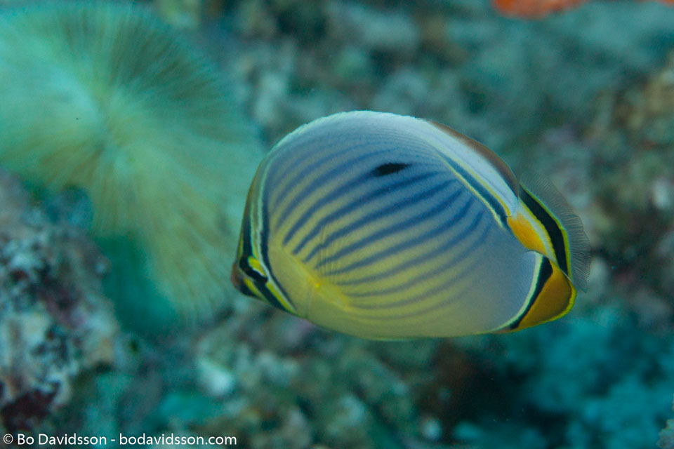 BD-150421-Maldives-7429-Chaetodon-trifasciatus.-Park.-1797-[Melon-butterflyfish].jpg